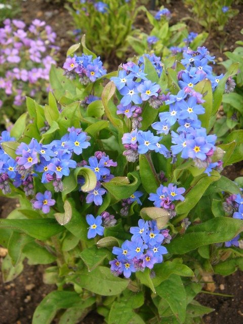 Myosotis alpestris 'Tower'